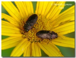 Insetti dalla Croazia: Indice fotografico